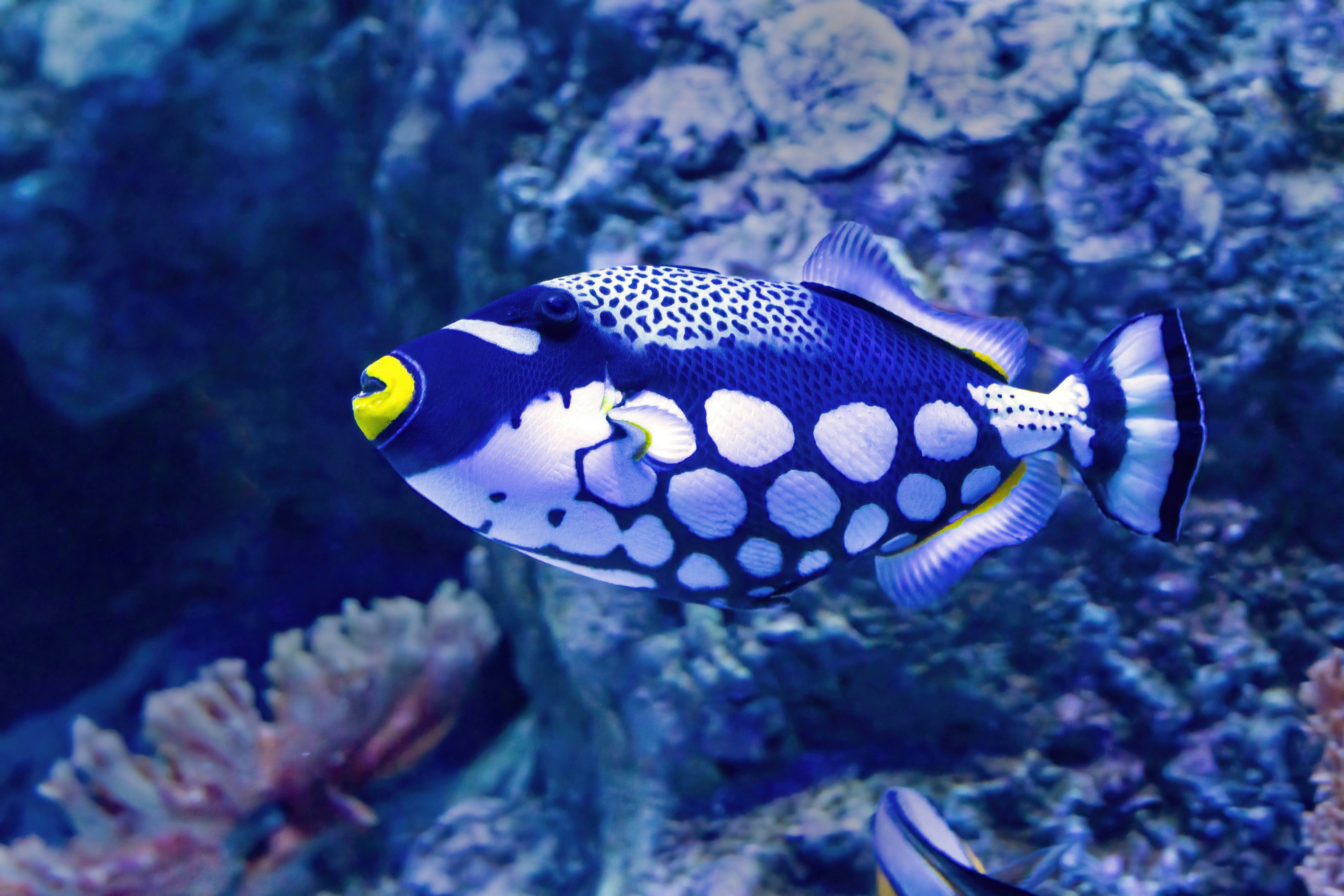 TriggerFish ROV