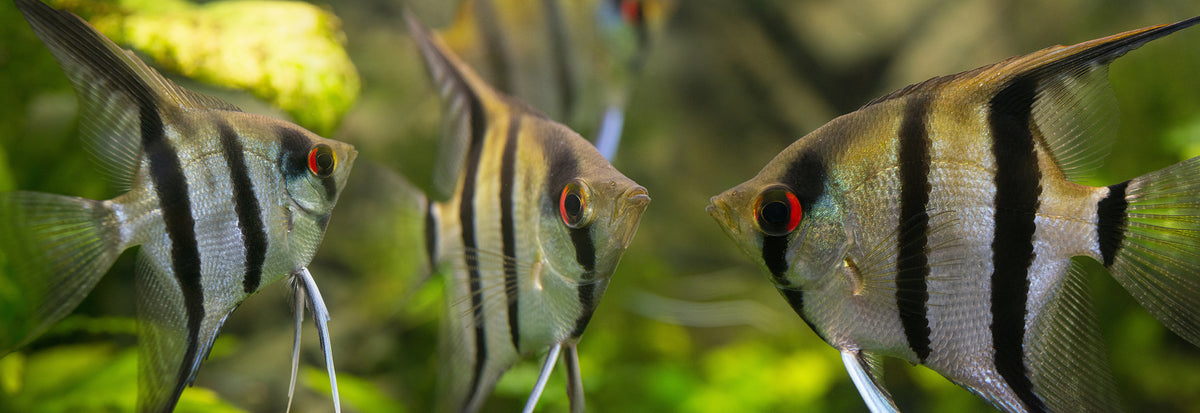 AngelFish ROV – SeaMATE