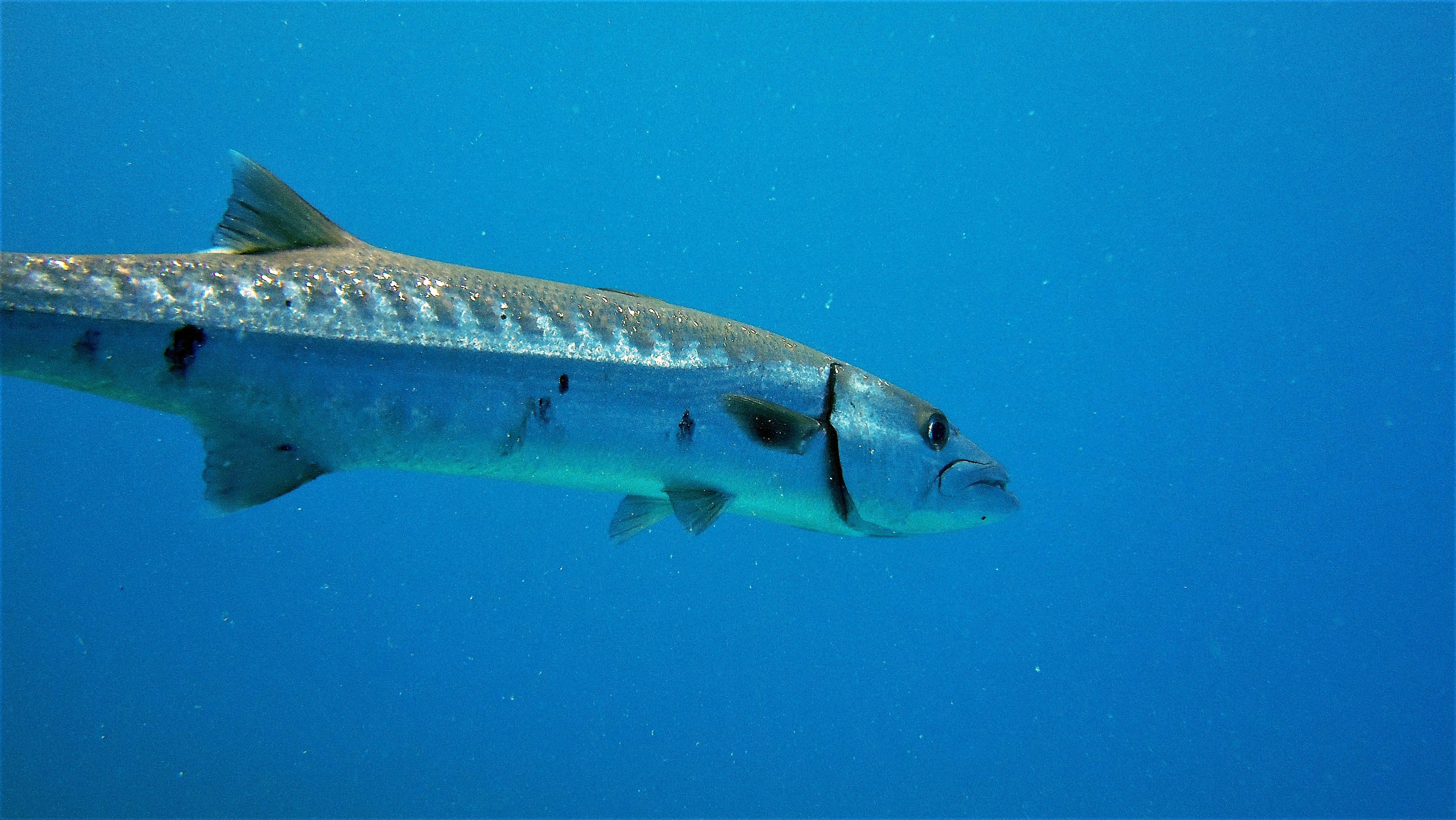 Barracuda ROV