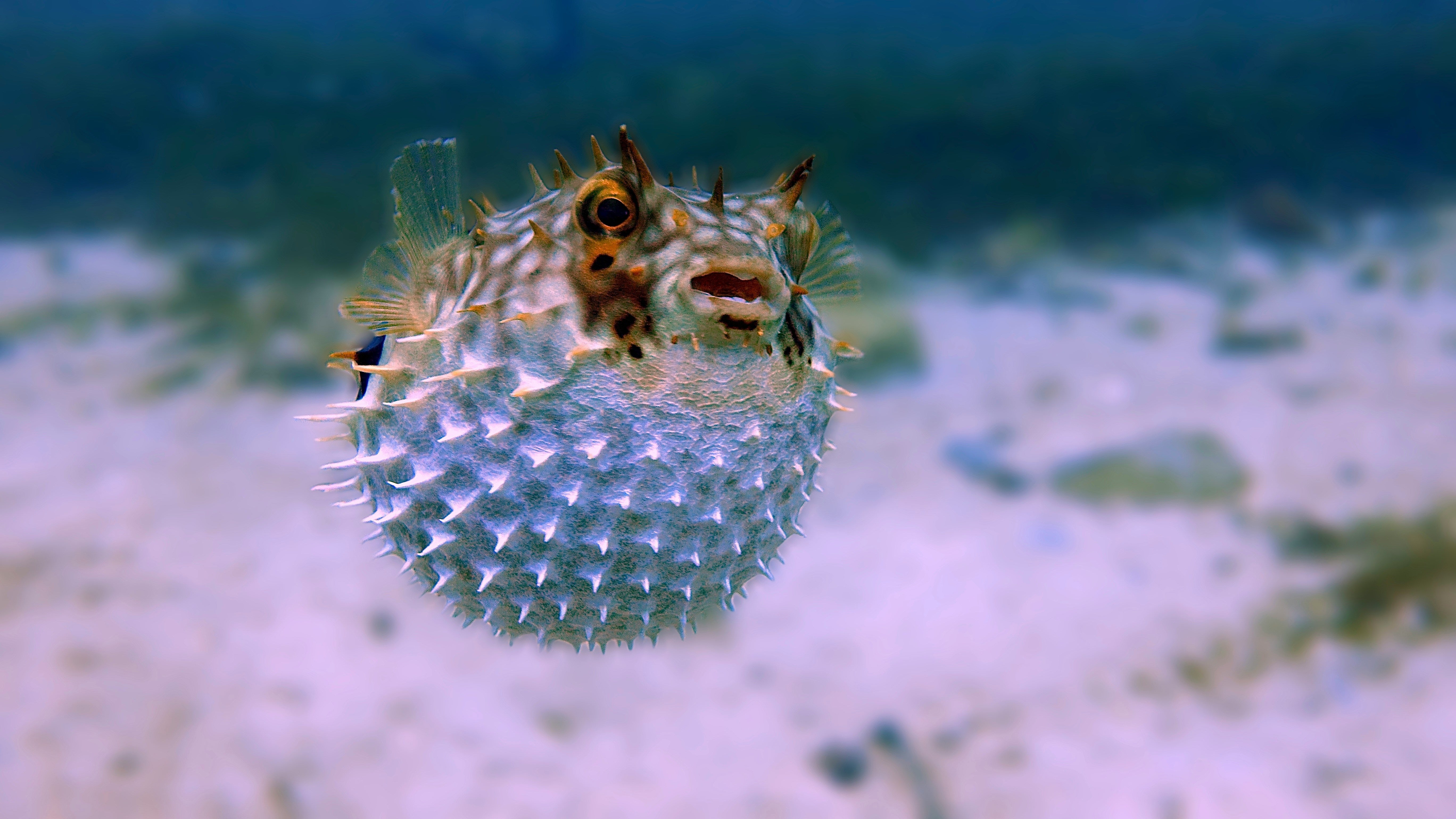 PufferFish ROV