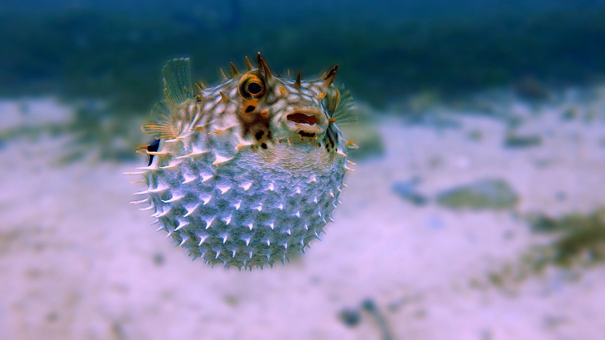PufferFish ROV – SeaMATE